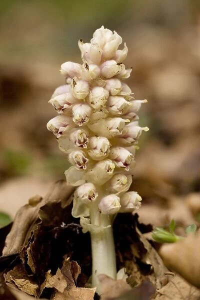 Toothwort (Lathraea squamaria), parasitic on hazel and maple. Uncommon in UK