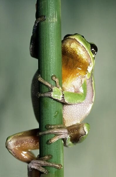 Tree Frog. ME-112. TREE FROG - HUGGING BRANCH