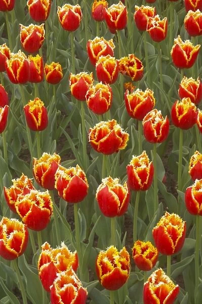 Tulip Davenport Keukenhof Gardens Netherlands PL001598