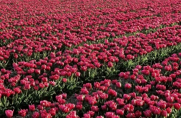 Tulip field - Holland
