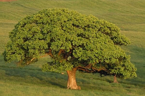 Turkey Oak Tree - in summer on pasture land, in evening light