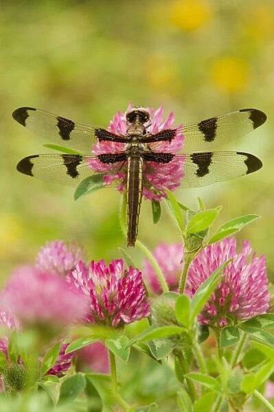 Twelve-spot Skimmer Dragonfly - resting on red clover flower on cool morning. (I believe this is a female) Pacific Northwest, USA. _TPL9976