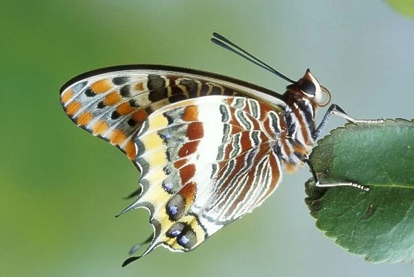 Two-tailed Pasha Butterfly Europe & into N. Africa