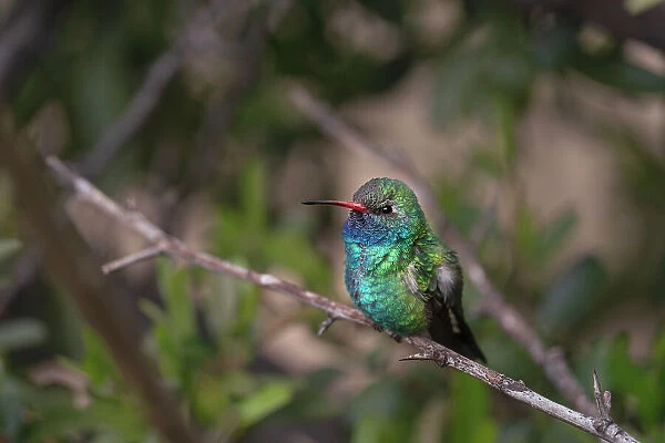 USA, Arizona, Madera Canyon. Broad-billed hummingbird on limb. Date: 26-03-2021