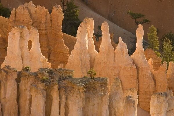 USA - Pinnacles of limestone rock (so-called hoodoos) and eroding fins in the spectacular Bryce Amphitheatre. Bryce Canyon National Park, Utah, USA