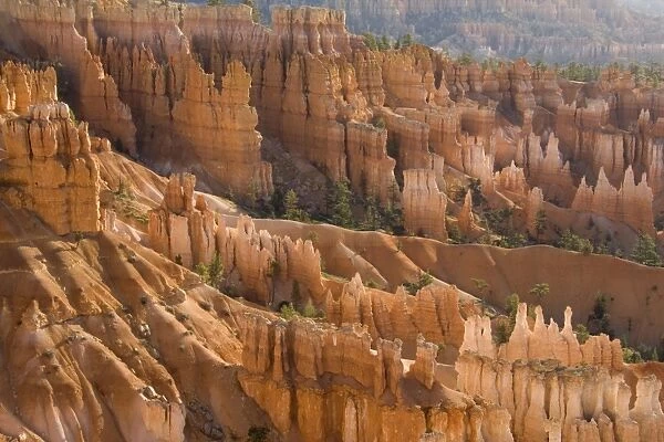 USA - Pinnacles of limestone rock (so-called hoodoos) and eroding fins in the spectacular Bryce Amphitheatre. Bryce Canyon National Park, Utah, USA