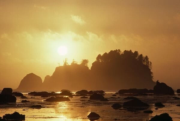 USA - sunset over sea stacks Olympic National Park, Washington, USA