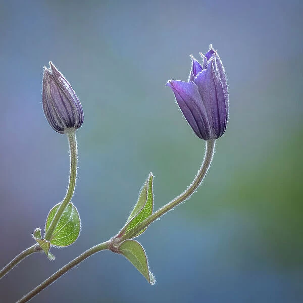USA, Washington State, Seabeck. Clematis buds close-up. Date: 30-06-2021