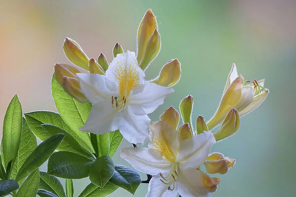 USA, Washington State, Seabeck. White and yellow azalea flowers. Date: 10-05-2021