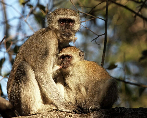 Vervet monkey nursing, Moremi game reserve, Botswanan