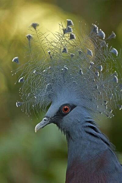 Victoria Crowned Pigeon - controlled conditions - Northern New Guinea
