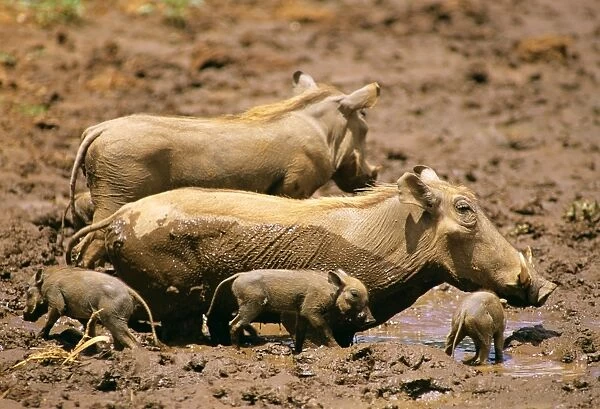Warthog - in mud with young - Kenya JFL01512