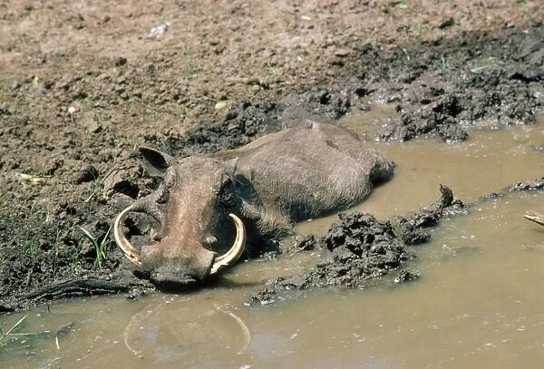 Warthog - wallowing