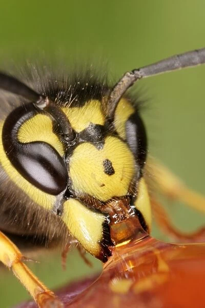 Wasp Close up of feeding Bedfordshire UK