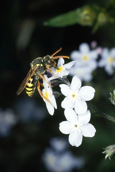 Wasp Mimic Bee