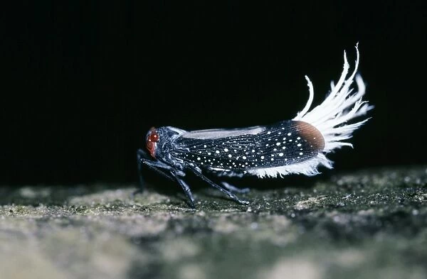 Waxy-tailed Lantern Bug, Cicada family. Amazonas, Brazil