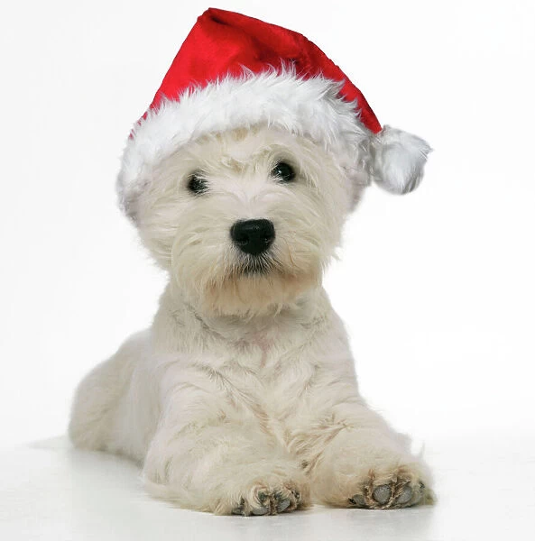 West Highland Terrier Dog - wearing Christmas hat