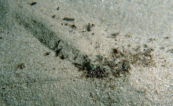 Western King Prawn, Penaeus latisulcatus, A prawn hiding in sand from potential predators, Moonta Bay, South Australia, Australia, Southern Ocean