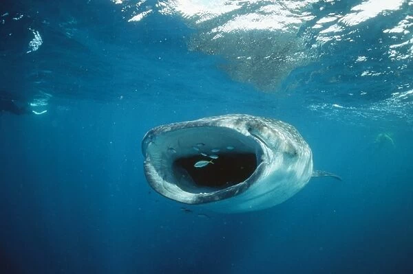 Whale Shark - feeding, front view, mouth open, with divers. Ningaloo Reef, Western Australia