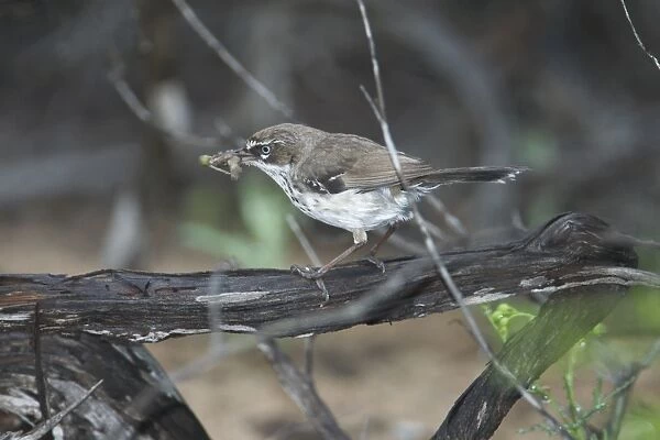 White-browed Scrubwren with food in mouth - A secretive bird preferring dense cover but not uncommon just overlooked. About 11 or 12 subspecies ranging around the eastern, southern and western coasts of Australia