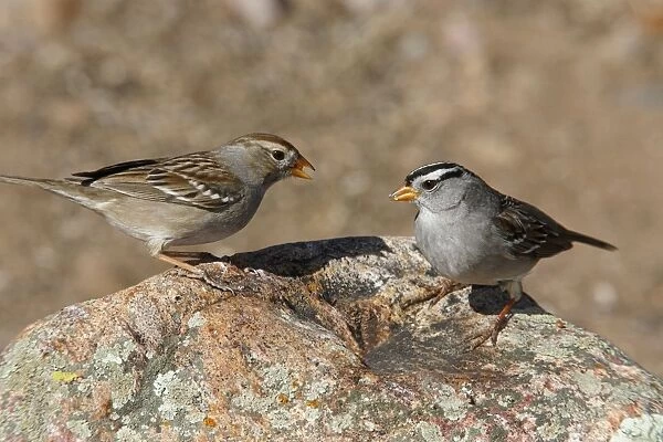 White-crowned Sparrow - female & male