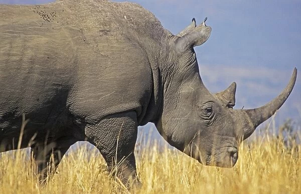 White Rhinoceros - Adult male grazing - South Africa - Hluhluwe - Umfolozi NP