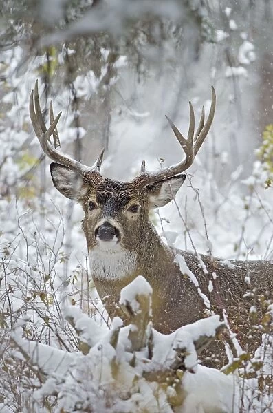 White-tailed Deer - buck in snow storm - Autumn - Montana - Western U. S. _E7C1341