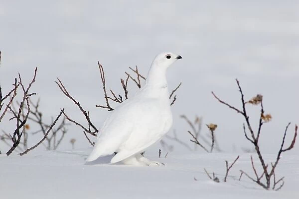 White-tailed Ptarmigan - male in snow _B2A2572
