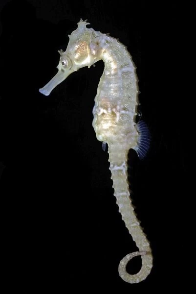 White's Sea Horse - South West Pacific