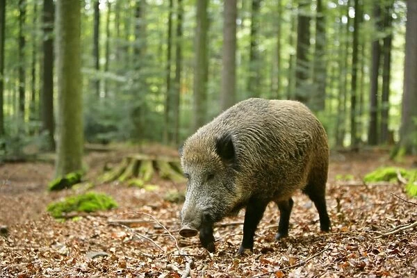 Wild Boar adult individual strolling through forest Bavaria, Germany
