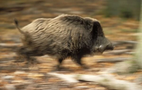 Wild Boar Running