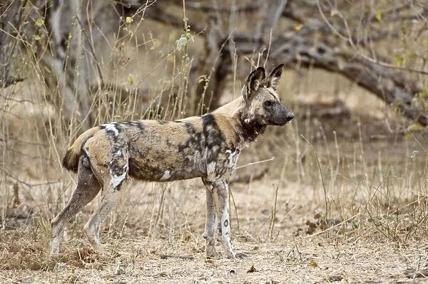 Wild Dog - standing - Mashatu Game Reserve - Botswana