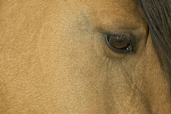 Wild  /  Feral Horse - close-up of eye - Western U. S. - Summer _D2A4668