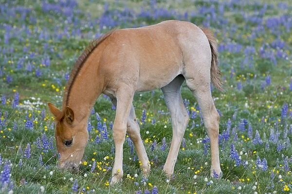 Wild  /  Feral Horse - colt feeding - Western U. S. - Summer _D3C9738