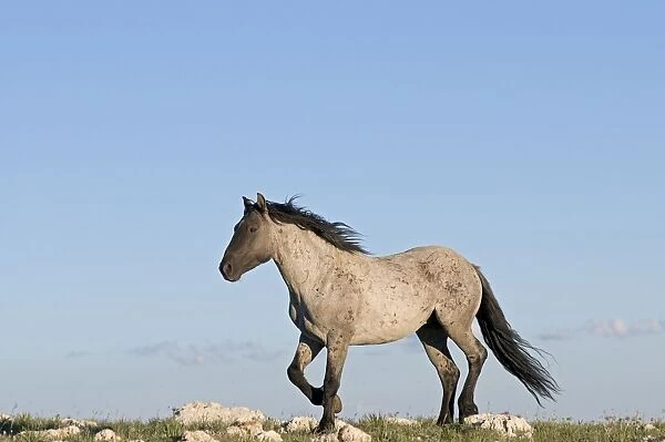 Wild  /  Feral Horse - stallion - Western U. S. - Summer _D3C8849