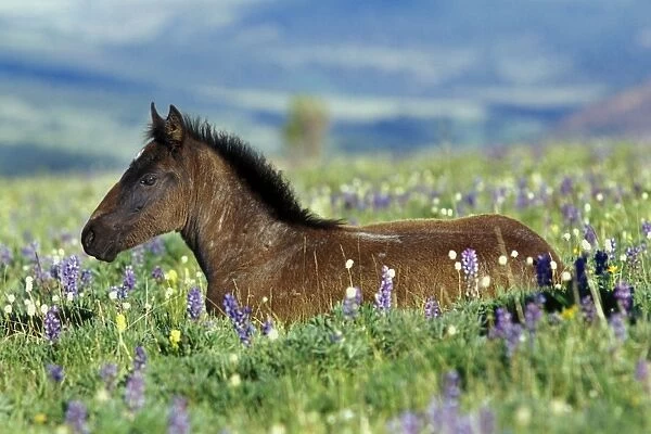 Wild Horse - colt rests among lupine and bistort wildflowers. Summer. Montana USA WH199