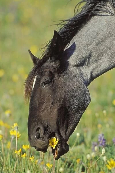 Wild Horse - Mare eating wild flower Summer Western USA WH381