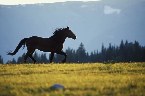 Wild Horse - Stallion running across high mountain meadow Summer Pryor Mountains, Montana, USA WH436