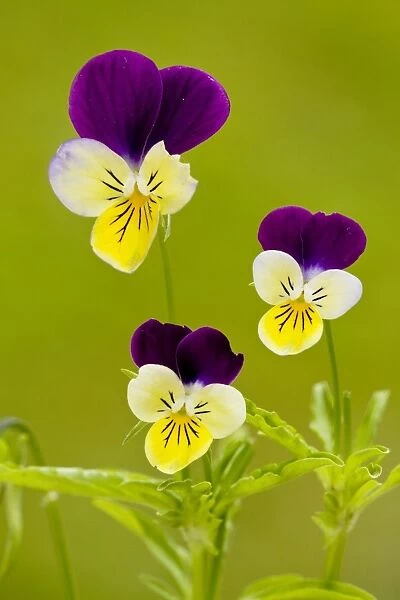 Wild Pansy or Heartsease (Viola tricolor). Common arable weed; also grown in gardens. Dorset