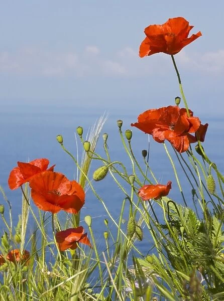 Wild Poppy or Field Poppy (Papaver rhoeas) against sea and sky; Mani Peninsula, Peloponnese, south Greece