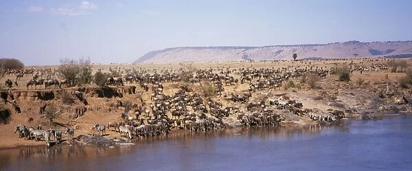 Wilderbeest - with Zebra (Equus quagga) drinking from Mara River Maasai Mara National Park, Kenya, Africa