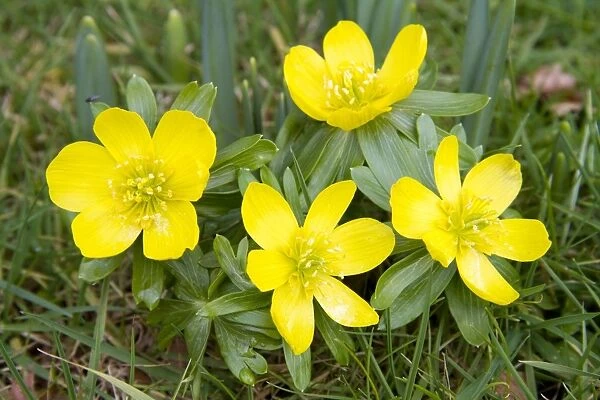 Winter Aconite - clump of flowers - Wiltshire - England - UK