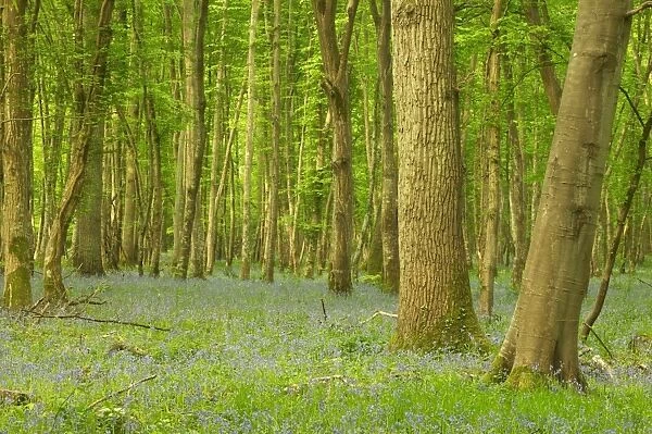 Woodland With Bluebells