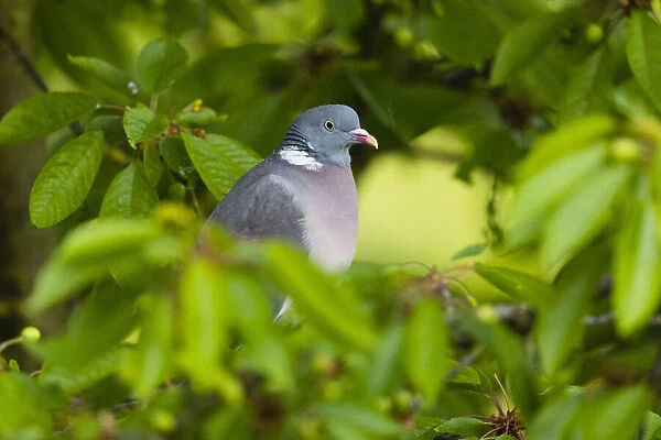 Woodpigeon, perched amongst cherry tree leaves, in the rain, resting with raindrops on festhers, Hessen, Germany