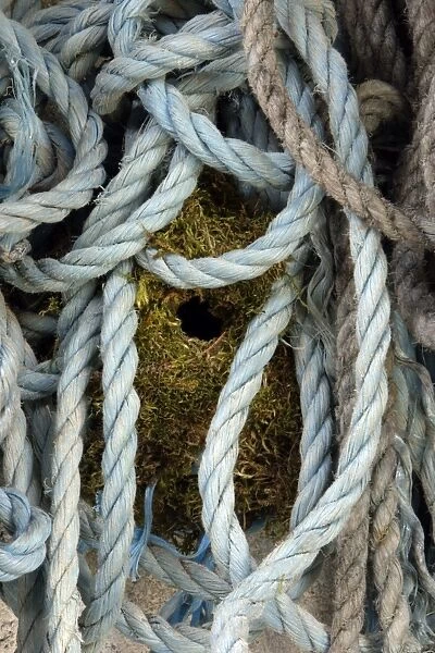 Wren-nest built amongst ropes in garden shed, Northumberland UK