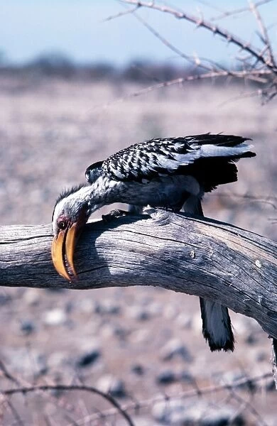 Yellow-billed Hornbill - wiping beak on branch