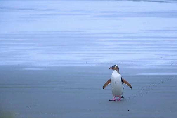 Yellow-eyed Penguin - adult coming ashore at dusk to feed its chick which is hidden in the coastal vegetation - Otago Peninsula, South Island, New Zealand