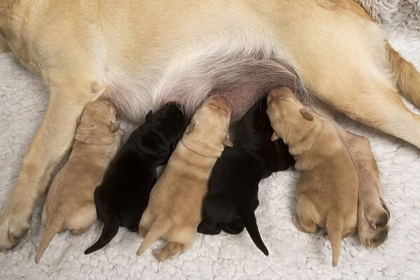 Yellow Labrador - mother suckling yellow and black puppies