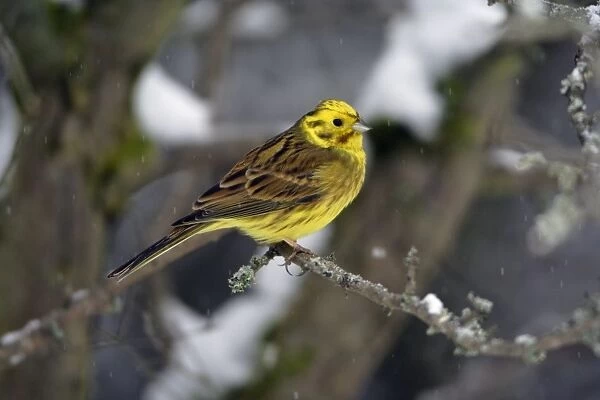 Yellowhammer - male on snow covered branch Hessen, Germany