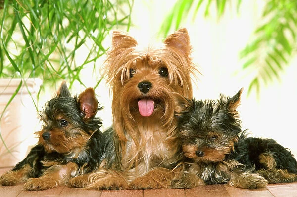 Yorkshire Terrier - adult with two puppies